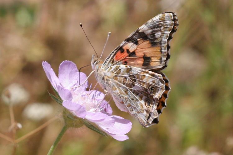 Vanessa cardui: Bild 24