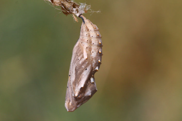 Vanessa cardui: Bild 8