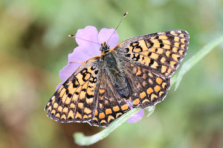 Melitaea ornata ogygia: Bild 10