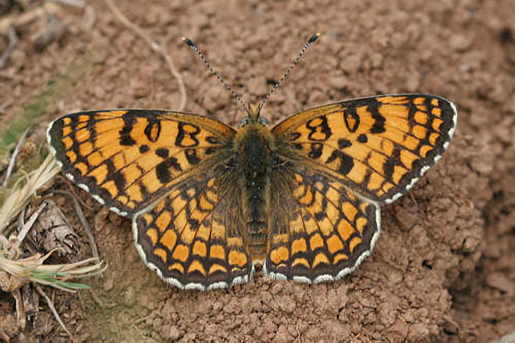 Melitaea ornata ogygia: Bild 6