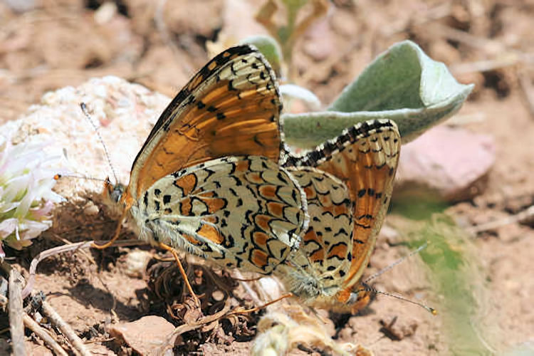 Melitaea ornata ogygia: Bild 14