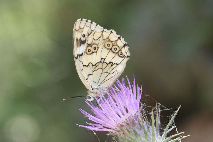 Melanargia larissa: Bild 7