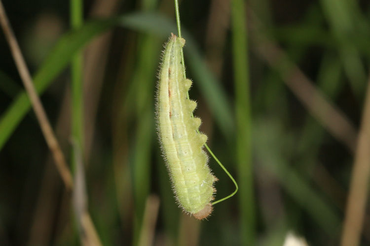 Melanargia larissa: Bild 1