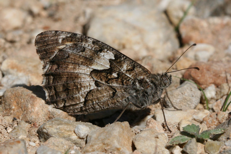 Hipparchia aristaeus senthes: Bild 13