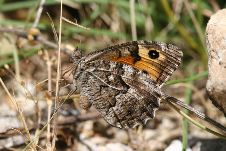 Hipparchia aristaeus senthes: Bild 17