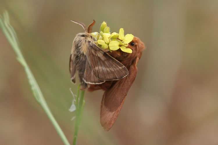 Malacosoma franconica: Bild 10