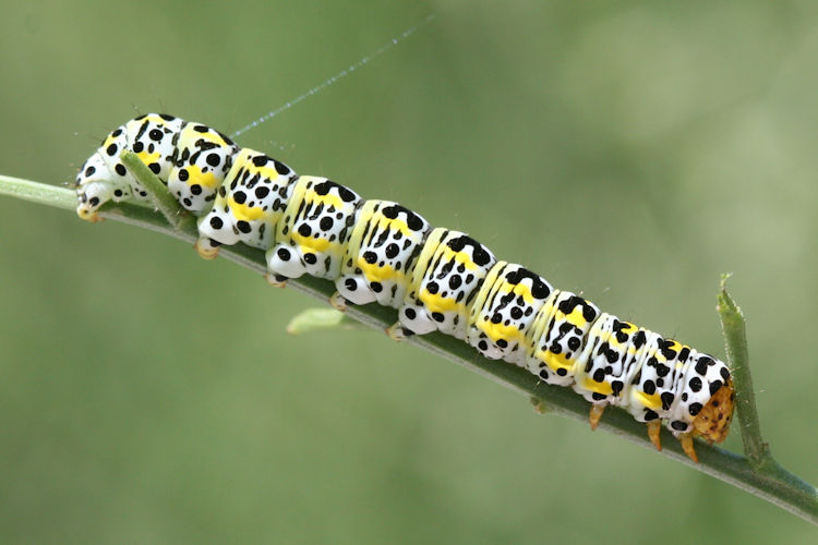 Cucullia blattariae: Bild 1