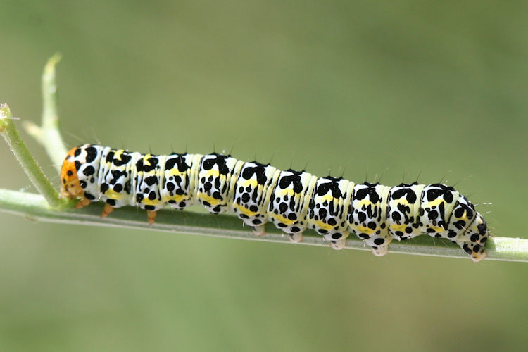 Cucullia blattariae: Bild 2