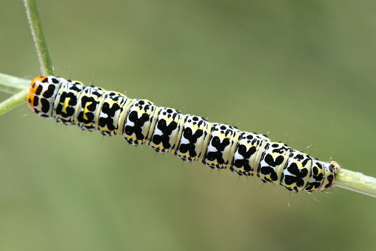 Cucullia blattariae: Bild 3