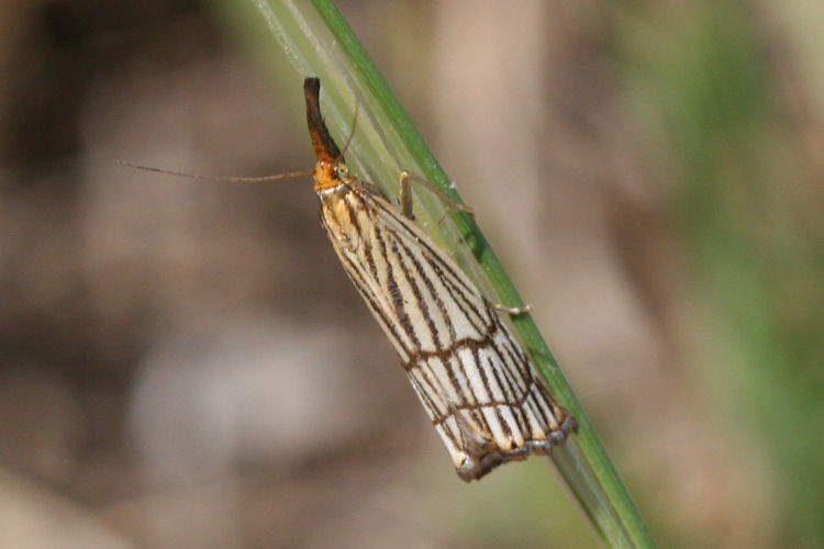 Chrysocrambus cassentiniellus: Bild 2