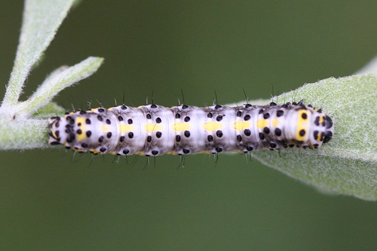 Diloba caeruleocephala: Bild 2