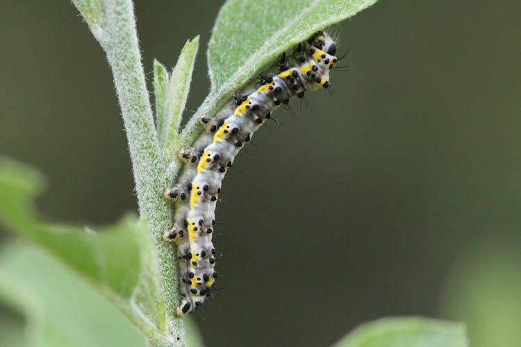 Diloba caeruleocephala: Bild 3