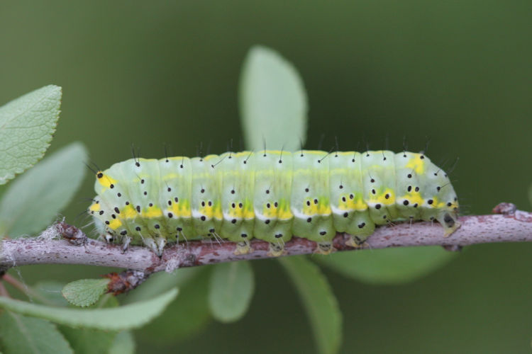 Diloba caeruleocephala: Bild 4