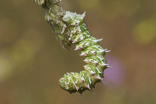 Apochima flabellaria: Bild 2
