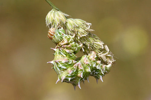 Apochima flabellaria: Bild 4
