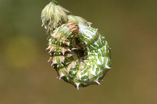 Apochima flabellaria: Bild 5