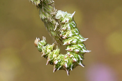 Apochima flabellaria: Bild 6