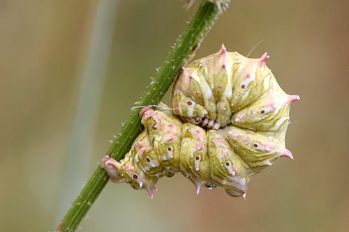 Apochima flabellaria: Bild 8