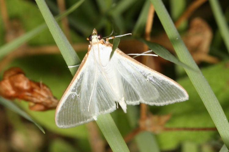 Palpita vitrealis: Bild 3