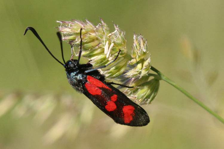 Zygaena viciae: Bild 8