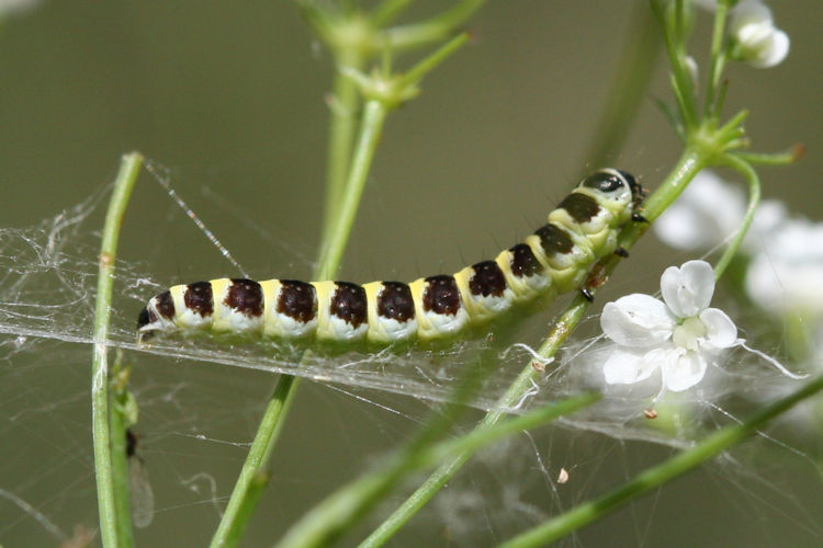 Depressaria ululana: Bild 3