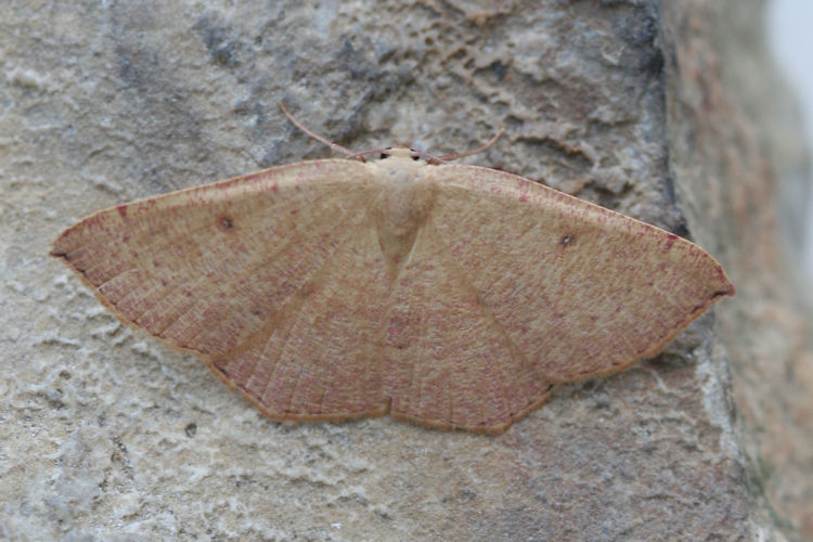 Cyclophora puppillaria: Bild 21