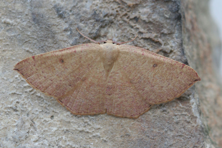 Cyclophora puppillaria: Bild 23