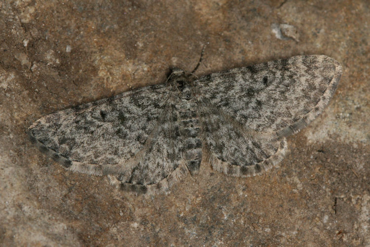 Eupithecia graphata: Bild 1