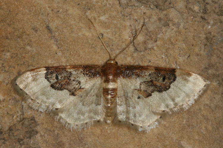 Idaea rusticata: Bild 9