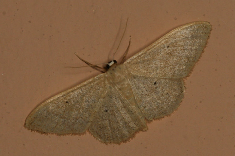 Idaea straminata: Bild 3