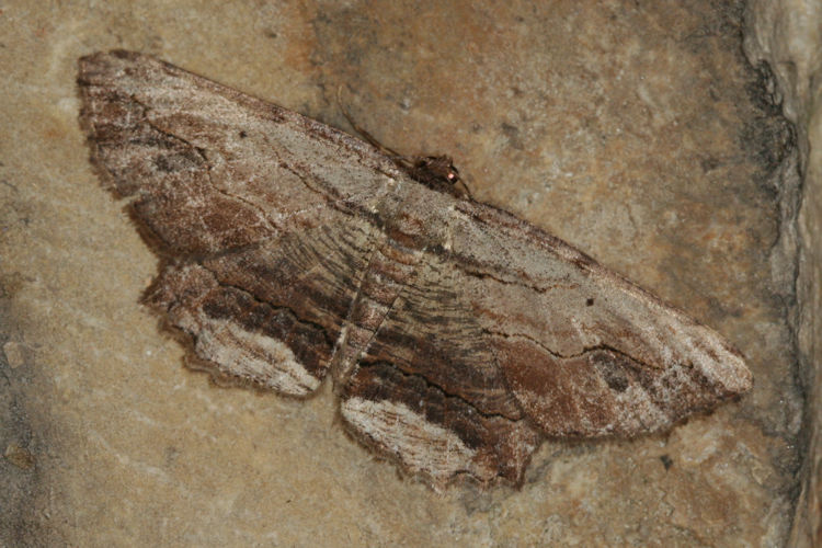 Menophra abruptaria: Bild 10