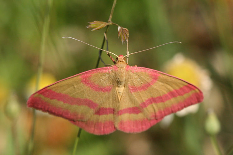 Rhodostrophia calabra: Bild 14