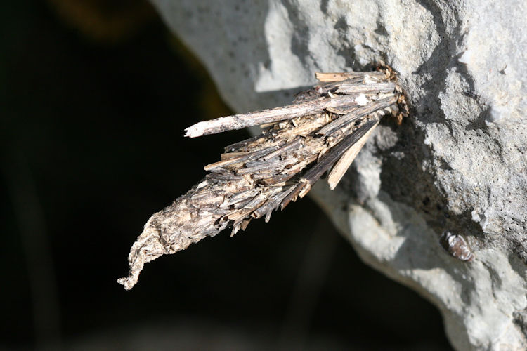 Pachythelia villosella: Bild 1