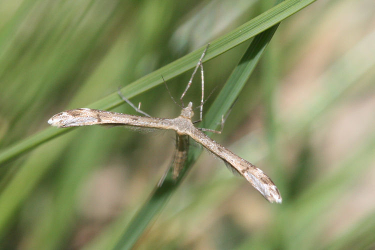 Pterophoridae indet.: Bild 2