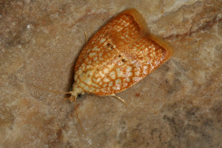 Acleris forsskaleana: Bild 3