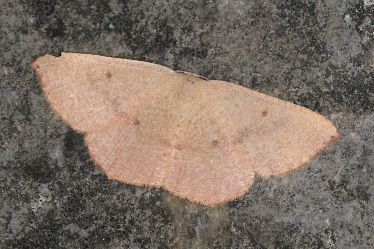 Cyclophora puppillaria: Bild 22
