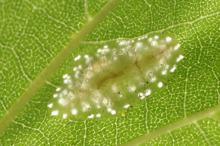 Phyllonorycter platanoidella: Bild 3