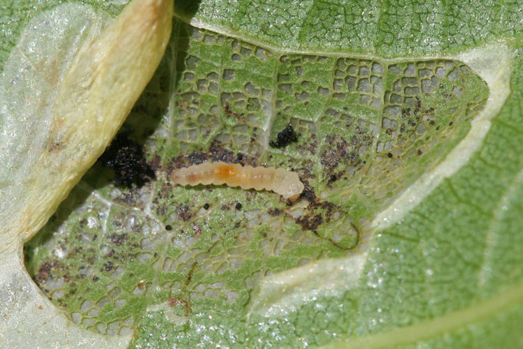 Phyllonorycter platanoidella: Bild 2