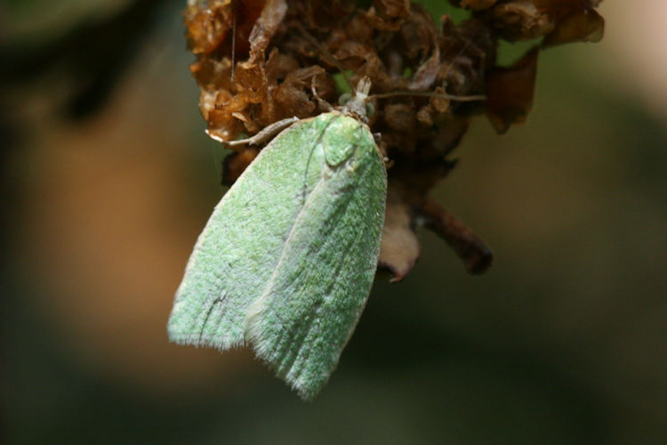 Tortrix viridana: Bild 2