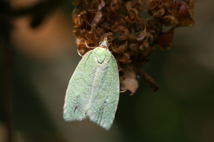 Tortrix viridana: Bild 3