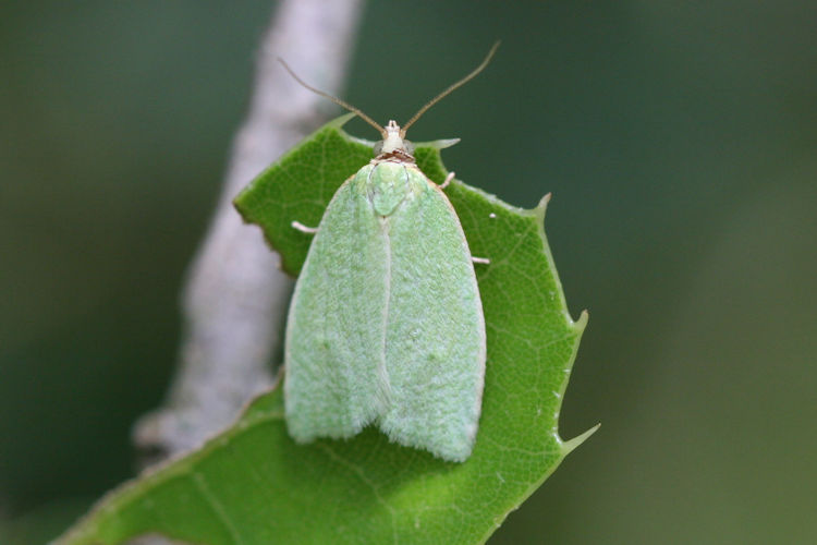 Tortrix viridana: Bild 4