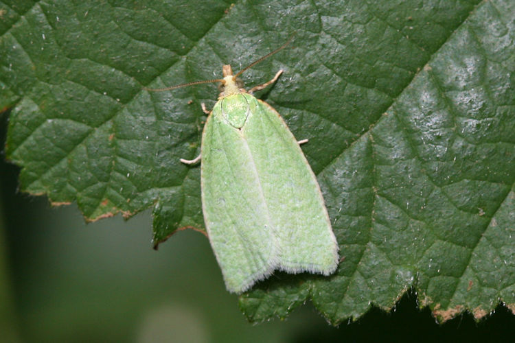 Tortrix viridana: Bild 5