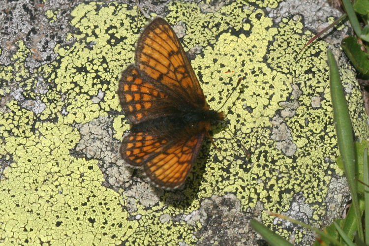 Melitaea varia: Bild 1