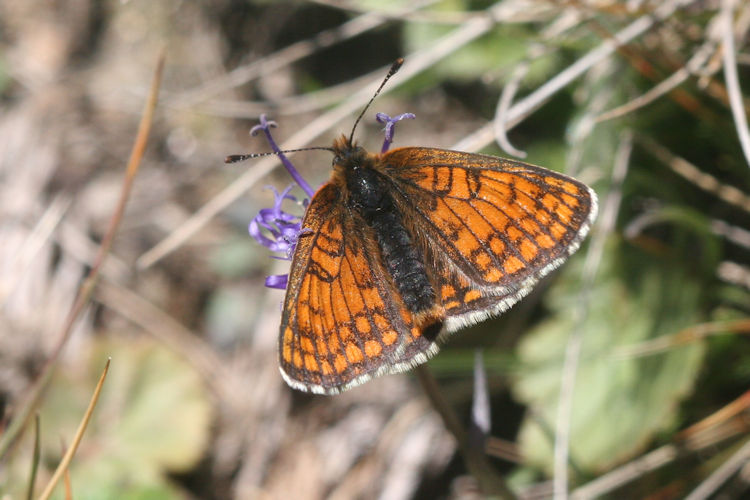 Melitaea varia: Bild 4