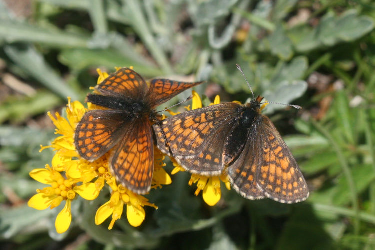 Melitaea varia: Bild 18