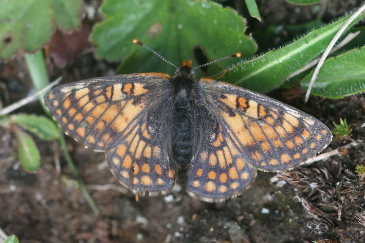 Euphydryas cynthia: Bild 10