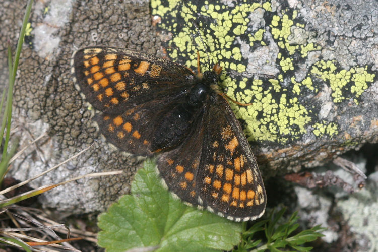 Melitaea varia: Bild 12