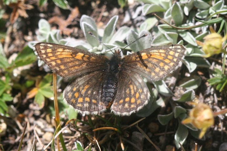 Melitaea varia: Bild 14