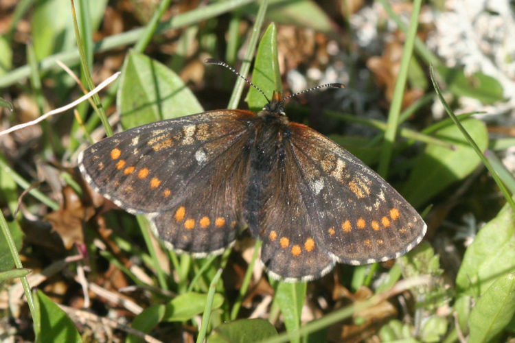 Melitaea varia: Bild 15