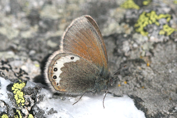 Coenonympha gardetta: Bild 12